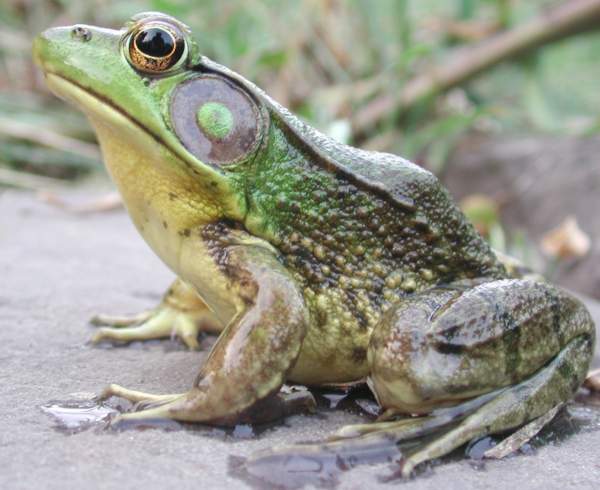 Northern green frog -- Rana clamitans melanota