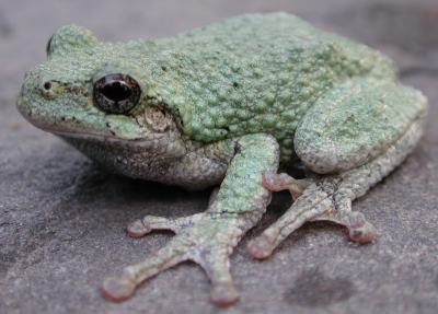 Gray tree frog - Hyla versicolor